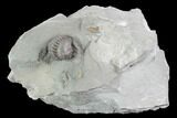 Wide Enrolled Flexicalymene Trilobite - Mt Orab, Ohio #85613-1